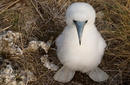 Baby Booby | by the Christmas Island Tourism Association
