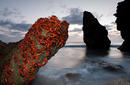Red Crabs at Dawn | by the Christmas Island Tourism Association © Ingo Arndt