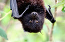 Flying Fox | by the Christmas Island Tourism Association © Inger Vandyke