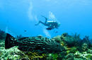 Admire the marine life
