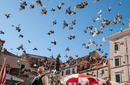 Pigeons, Croatia