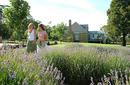 Walking through the lavender fields of Daylesford and Macedonia Ranges.