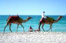 Camels on Jumeirah Beach