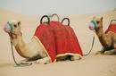 Camels | by Flight Centre&#039;s Maranda Hug