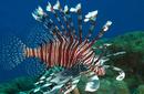 Lion Fish