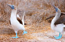 A Pair of Blue Foot Boobies