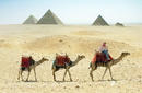 Take a camel ride