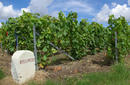 Vineyards, Champagne Region | by Flight Centre's Kate Adams
