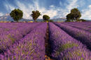 Lavender Fields, Provence