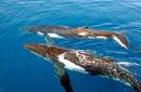 Humpback Whales
