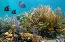 Admire the marine life, Bora Bora