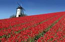 A Beautiful Tulip Field