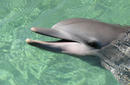 Dolphin, Seaworld
