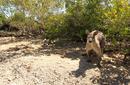 Kangaroos on Daydream Island | by Flight Centre's Stephen Bullock