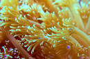 Beautiful Marine Life