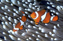 Clown Fish, near Cairns