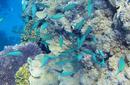 Coral and Fish | by Flight Centre's Stephen Bullock