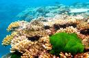 Coral Garden | by Flight Centre's Sylvia Lindenstraus