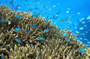 The Stunning Reef