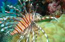 The Lion Fish