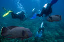 Diving with Gropers, off Hamilton Island