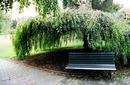Weeping Willow, Royal Botanic Gardens | by Flight Centre&#039;s Tiffany Apatu