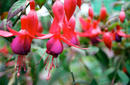 Flowers, Royal Botanic Gardens | by Flight Centre&#039;s Tiffany Apatu