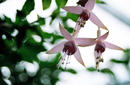 Flowers, Royal Botanic Gardens | by Flight Centre&#039;s Tiffany Apatu