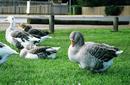 Ducks stop for a rest by the side of the road | by Flight Centre&#039;s Tiffany Apatu