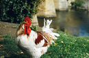 Rooster | by Flight Centre&#039;s Tiffany Apatu