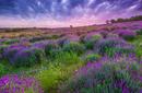 Lavender Fields