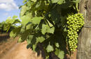 Grapes on the Vine, Hunter Valley