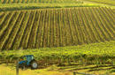 Vineyard, Hunter Valley