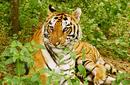 Tiger, Ranthambore National Park
