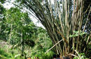 Trekking, Sumatra