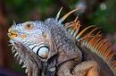 An iguana