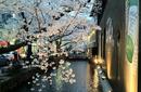 Cherry Blossoms, Kyoto | by Flight Centre's Emily Pearce