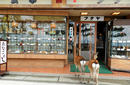 Deer, Miyajima | by Flight Centre's Tiffany Apatu