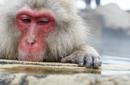 Snow Monkey, Nagano | by Flight Centre's Kit Busto