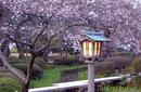Kenrokuen Garden, Kanazawa | by Flight Centre's Nicholas Mayger