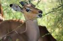 Springbok, Kruger National Park | by Flight Centre's Jaco Brits