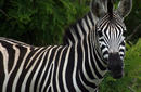 Zebra, Kruger National Park | by Flight Centre's Jaco Brits