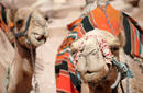 Camels, Petra | by Flight Centre's Katrina Imbruglia