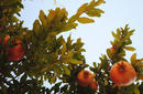 Pomegranates | by Flight Centre's Katrina Imbruglia
