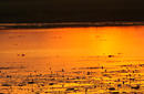 A Crocodile Takes in the Sunset | by Flight Centre's Stephen Bullock