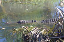 Saltwater Crocodile | by Flight Centre's Katrina Imbruglia