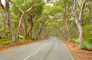 Drive through the Red Gums