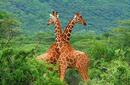 Giraffes, Amboseli National Park