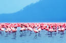Flamingos, Nakuru Lake