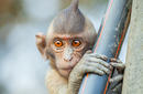 Long Tailed Red Eye Macaque